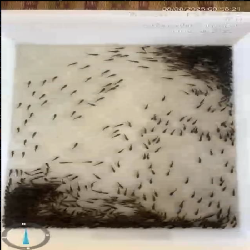 鱼卵检测数据集-数据中国