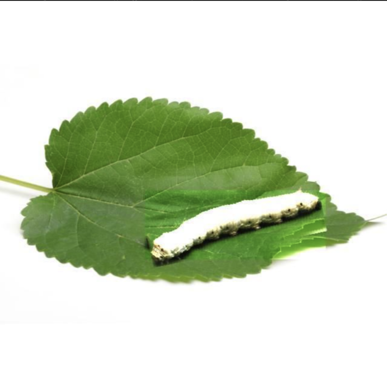 Sericulture桑蚕病害识别数据集-数据中国